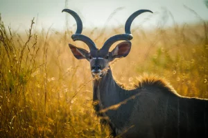 Game Drive Esiweni
