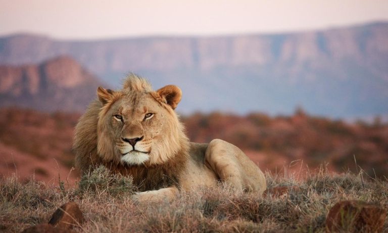 South african wildlife