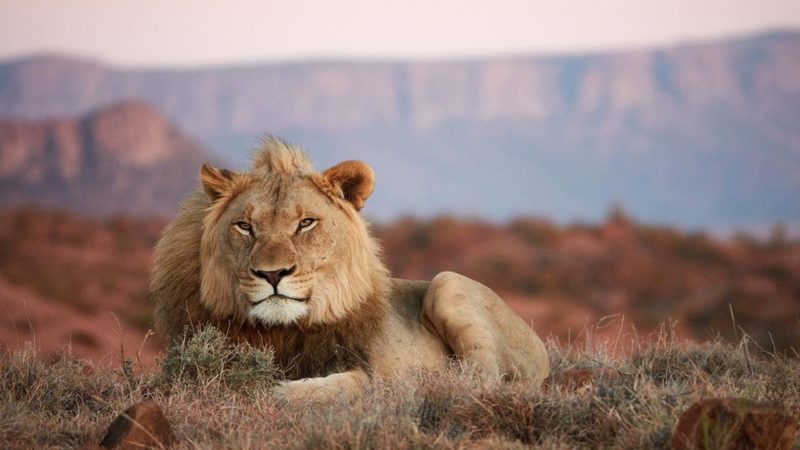 South african wildlife