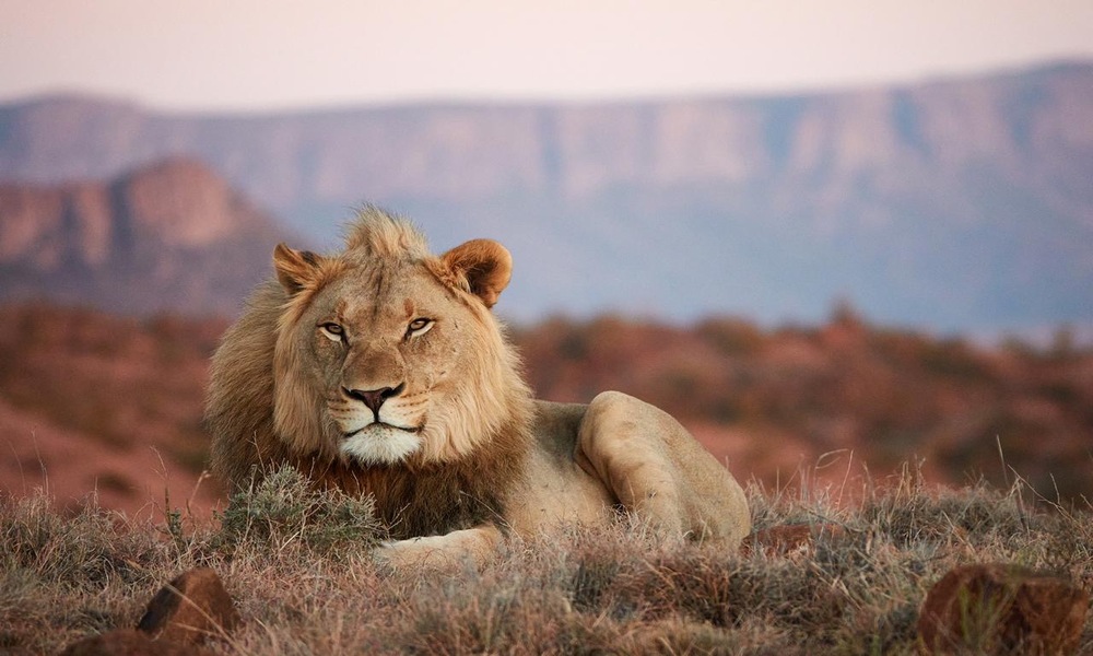 South african wildlife