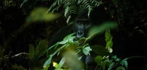 Dos argenté en Ouganda