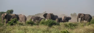 Elephants en Ouganda