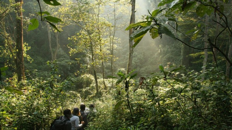 Hiking Bwindi