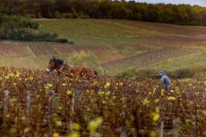 Vigne champagne automne